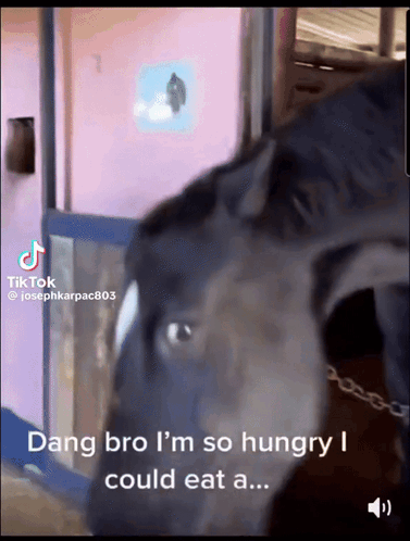 A Video Of A Horse With The Caption Dang Bro I 'M So Hungry I Could Eat A ... GIF