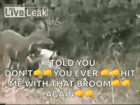 A Video Of A Lion Attacking A Deer With A Caption That Says I Told You Do N't GIF