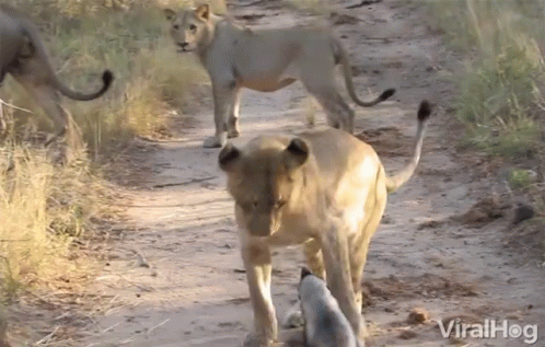 A Video Of A Lioness Walking Down A Dirt Road With Viralhog Written On The Bottom GIF