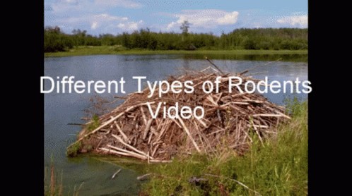 A Video Shows Different Types Of Rodent 'S GIF