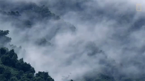 A View Of A Forest Covered In Fog And Clouds GIF