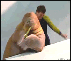 A Walrus Is Being Held By A Man In A Green Shirt In A Gif From 4Gifs.com GIF