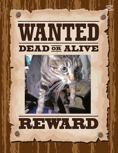 A Wanted Dead Or Alive Poster With A Picture Of A Cat GIF
