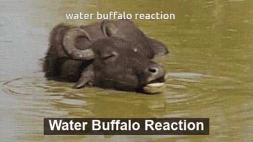 A Water Buffalo Is Swimming In The Water With The Words Water Buffalo Reaction Above It GIF