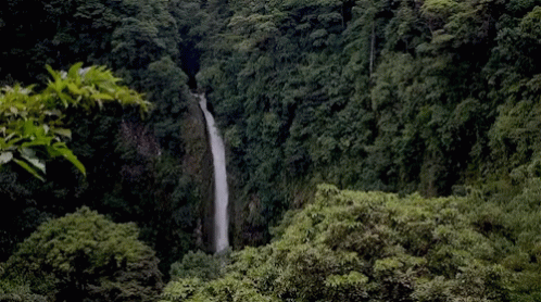 A Waterfall In The Middle Of A Lush Green Forest Surrounded By Trees GIF