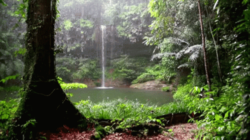 A Waterfall Is Surrounded By Trees In A Forest GIF