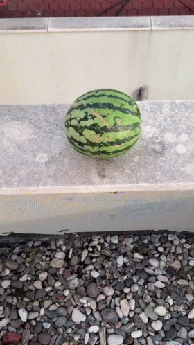 A Watermelon Is Sitting On A Stone Ledge GIF