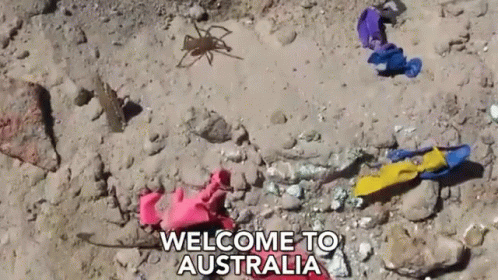 A Welcome To Australia Sign With A Spider And Some Balloons GIF