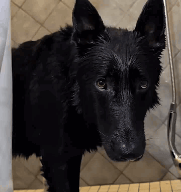 A Wet Black Dog Is Standing On A Wooden Surface GIF