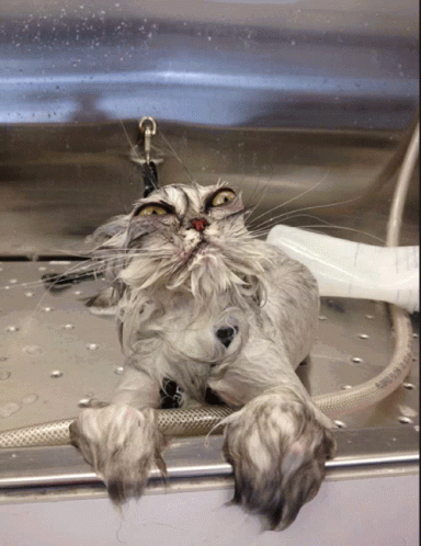 A Wet Cat Is Laying On A Metal Surface With A Hose That Says ' Stainless Steel ' GIF