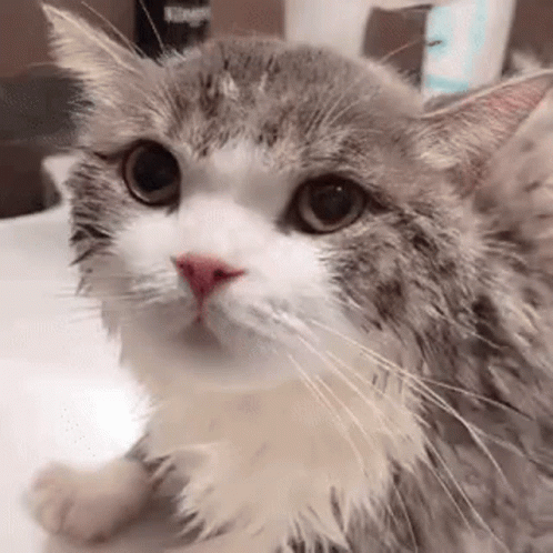 A Wet Cat Is Sitting On A Table Looking At The Camera . GIF