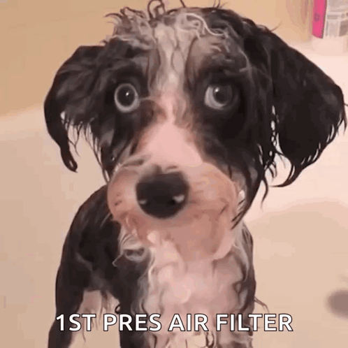 A Wet Dog Is Looking At The Camera With The Words " 1St Pres Air Filter " Above It GIF
