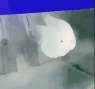 A Whale Is Swimming In A Tank Of Water . GIF