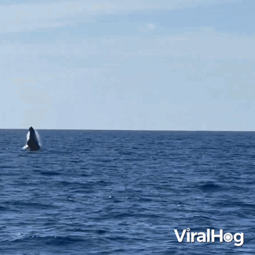 a whale is swimming in the ocean with the words viralhog in the lower right corner