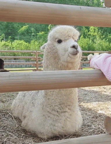 A White Alpaca Behind A Wooden Fence With A Pink Glove On Its Hand GIF