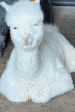 A White Alpaca Is Laying Down On The Ground GIF