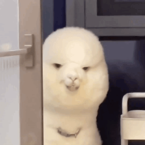 A White Alpaca Is Standing In Front Of A Door And Looking Out . GIF