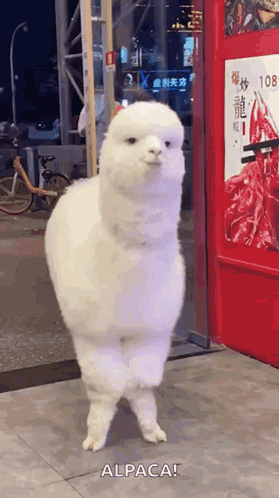 A White Alpaca Is Walking In Front Of A Red Sign That Says Alpaca GIF