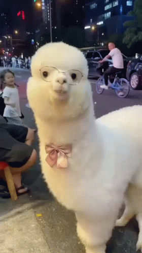 A White Alpaca Wearing Glasses And A Bow Tie Looks At The Camera GIF