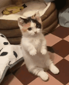 A White And Black Cat Standing On Its Hind Legs On A Checkered Floor GIF