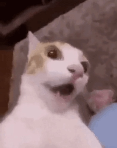 A White And Brown Cat Is Sitting On A Couch And Making A Funny Face . GIF