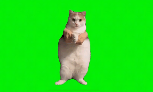 A White And Brown Cat Is Standing On Its Hind Legs And Holding A Person 'S Hand On A Green Screen . GIF