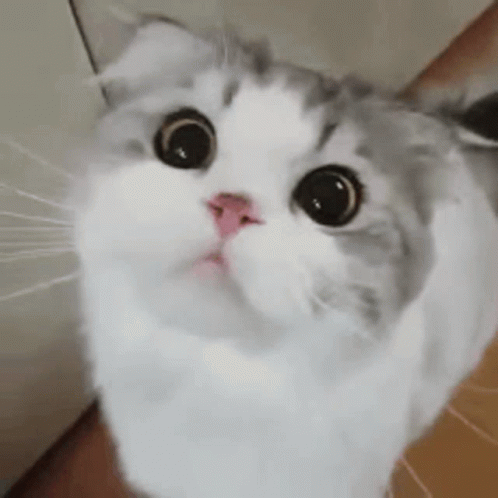 A White And Gray Cat Is Looking Up At The Camera . GIF