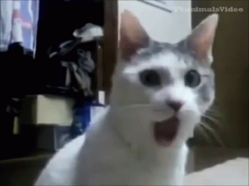 A White And Gray Cat Is Sitting On A Bed With Its Mouth Open And Looking At The Camera . GIF