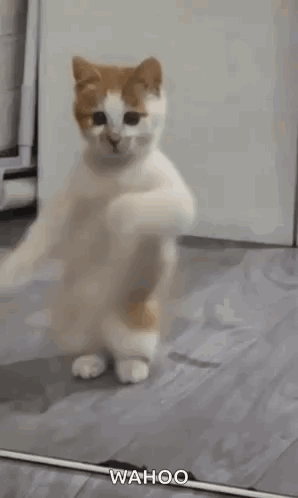 A White And Orange Cat Is Dancing In Front Of A Mirror In A Room . GIF