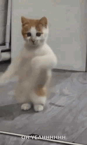 A White And Orange Cat Is Dancing In Front Of A Mirror With Its Arms Outstretched . GIF
