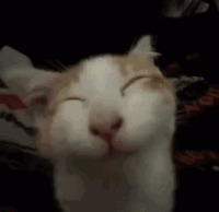 A White And Orange Cat Is Smiling With Its Eyes Closed . GIF