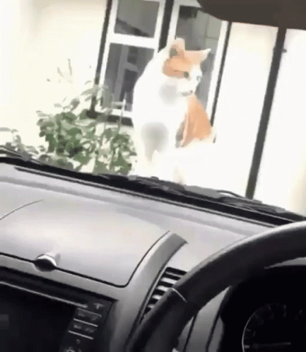 A White And Orange Cat Is Standing In Front Of A Window In A Car GIF