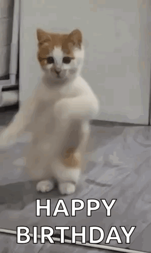 A White And Orange Cat Is Standing On Its Hind Legs And Says `` Happy Birthday '' . GIF