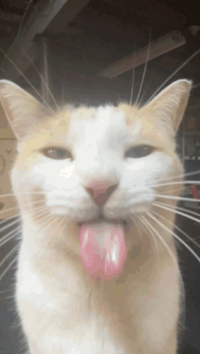 A White And Orange Cat Sticking Its Tongue Out GIF