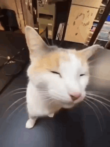 A White And Orange Cat With Its Eyes Closed GIF