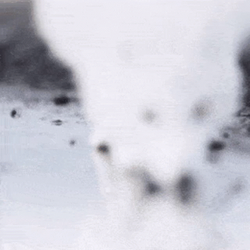 A White Arctic Fox Is Walking Through The Snow . GIF