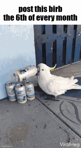 A White Bird Is Drinking From A Can Of Beer GIF