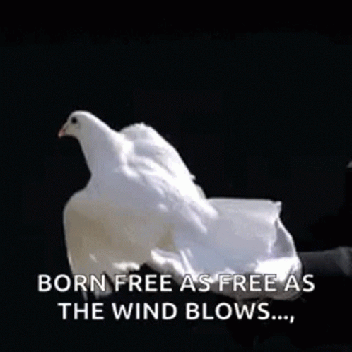 a white bird is flying in the air with the words born free as free as the wind blows