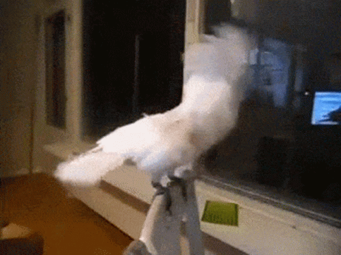 A White Bird Is Perched On A Person 'S Arm GIF