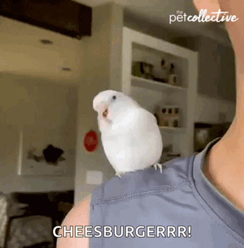 A White Bird Is Sitting On A Person 'S Shoulder And Says Cheesburgerrr ! GIF