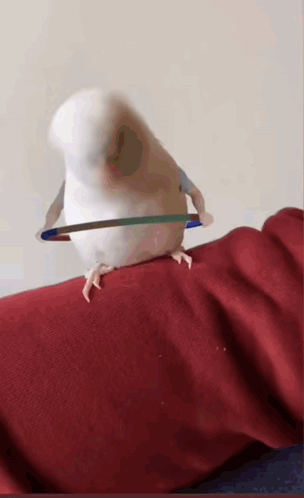 A White Bird With A Hula Hoop Around Its Neck Is Sitting On A Red Blanket GIF
