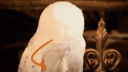 A White Bird With An Orange Arrow Pointing To It 'S Back GIF
