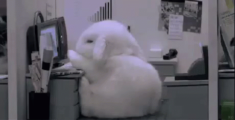 A White Bunny Rabbit Is Sitting On A Desk In Front Of A Computer . GIF