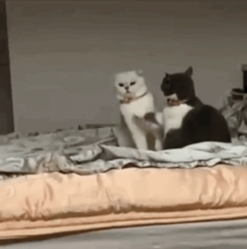 a white cat and a black cat are standing on a bed .