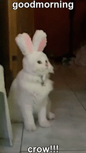 A White Cat Dressed As A Bunny With The Caption Good Morning Crow !!! GIF