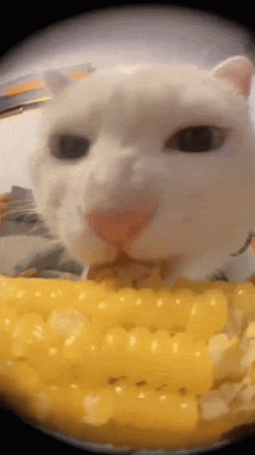 A White Cat Is Eating A Piece Of Corn GIF