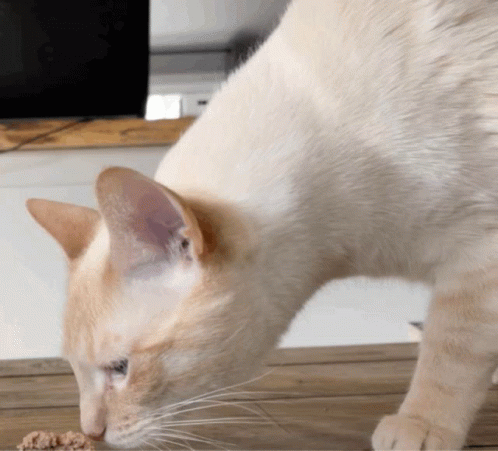 A White Cat Is Eating Food On A Wooden Floor GIF