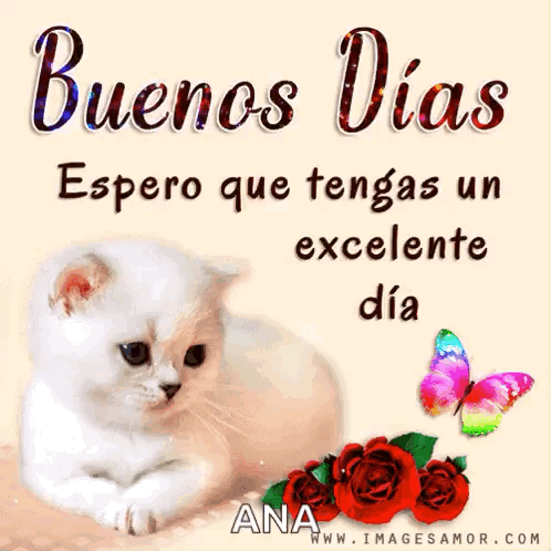 A White Cat Is Laying Next To Red Roses And A Butterfly With The Words Buenos Dias GIF
