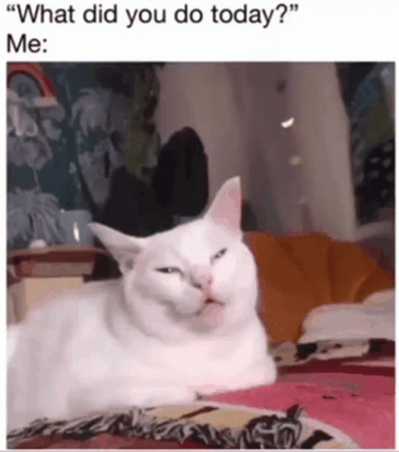 A White Cat Is Laying On A Bed With A Caption That Says " What Did You Do Today Me " GIF