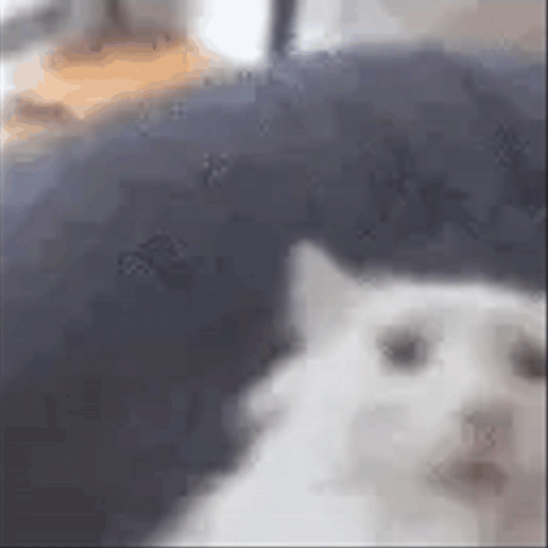A White Cat Is Laying On A Blue Couch . GIF
